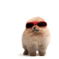 Pomeranian spitz in red sunglasses Royalty Free Stock Photo