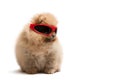 Pomeranian spitz in red sunglasses Royalty Free Stock Photo