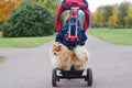 Pomeranian spitz rides in children`s bike in basket. faithful friends. little guard. carrying for a pet.