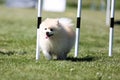 pomeranian spitz running dog agility slalom Royalty Free Stock Photo