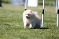 pomeranian spitz running dog agility slalom Royalty Free Stock Photo