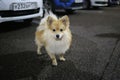 Pomeranian spitz standing at parking at night