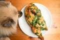 Pomeranian spitz steals grilled chicken from the table