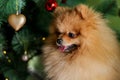 Pomeranian Spitz with tongue out under the Christmas tree