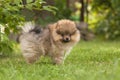 Pomeranian stands on the green grass