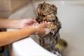 Pomeranian taking a shower in bathroom. High quality photo