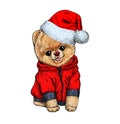 Pomeranian toy dig dressed in santa hat