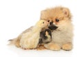 Pomeranian and two chickens on a white background Royalty Free Stock Photo