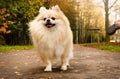 Pomeranian on a walk in the park on an autumn sunny day Royalty Free Stock Photo