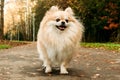 Pomeranian on a walk in the park on an autumn sunny day Royalty Free Stock Photo