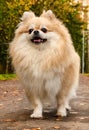 Pomeranian on a walk in the park on an autumn sunny day Royalty Free Stock Photo