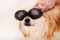 The Pomeranian washes and takes a shower. The dog is washed in the bathroom with goggles. Royalty Free Stock Photo