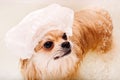 The Pomeranian washes and takes a shower. The dog is washed in the bathroom in a hat. Royalty Free Stock Photo
