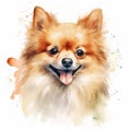 Pomeranian Watercolor Sketch: Aggressive Digital Illustration With Playful Character Design