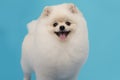 Pomeranian white stands on a turquoise blue background.