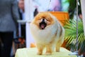 Pomeranian yawning on grooming table.