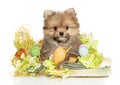 Pomeranian-yorkie hybrid puppy in Easter decorations