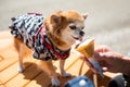 Pomeranian in yukata dress eat ice cream