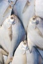 Pomfret Royalty Free Stock Photo