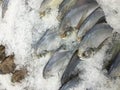 Pomfret fish frozen Royalty Free Stock Photo