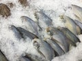 Pomfret fish frozen Royalty Free Stock Photo