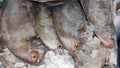 Fish were arranged on ices Royalty Free Stock Photo