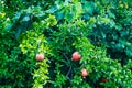 Pomgranate close up on the tree Royalty Free Stock Photo