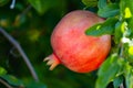 Pomgranate close up on the tree Royalty Free Stock Photo