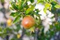 Pomgranate close up on the tree Royalty Free Stock Photo