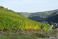 Pommern, Germany - 10 21 2020: yellow vineyards above Pommern