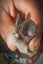 Pomona Leaf nosed Bat Hipposideros pomona