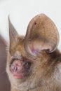 Pomona Leaf nosed Bat Hipposideros pomona