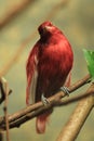 Pompadour cotinga Royalty Free Stock Photo