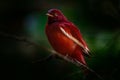 Pompadour cotinga, Xipholena punicea, exotic rare tropic bird in the nature habitat, dark green forest, Amazon, Brazil. Wildlife s Royalty Free Stock Photo