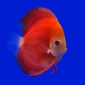 Pompadour (Discus) fish Royalty Free Stock Photo