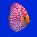 Pompadour (Discus) fish Royalty Free Stock Photo