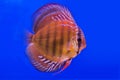 Pompadour (Discus) fish Royalty Free Stock Photo