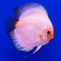 Pompadour (Discus) fish Royalty Free Stock Photo
