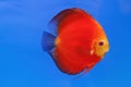 Pompadour fish Royalty Free Stock Photo