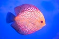 Pompadour Fish,aquarium fish Royalty Free Stock Photo