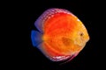 Pompadour fish in black background Royalty Free Stock Photo