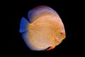 Pompadour fish in black background Royalty Free Stock Photo