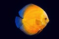 Pompadour fish in black background Royalty Free Stock Photo