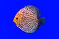 Pompadour fish Royalty Free Stock Photo
