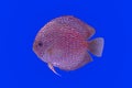 Pompadour fish Royalty Free Stock Photo