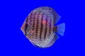 Pompadour fish Royalty Free Stock Photo