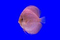 Pompadour fish Royalty Free Stock Photo