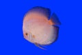 Pompadour fish Royalty Free Stock Photo