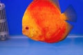 Pompadour fish in blue background Royalty Free Stock Photo