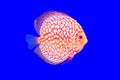 Pompadour fish series Royalty Free Stock Photo